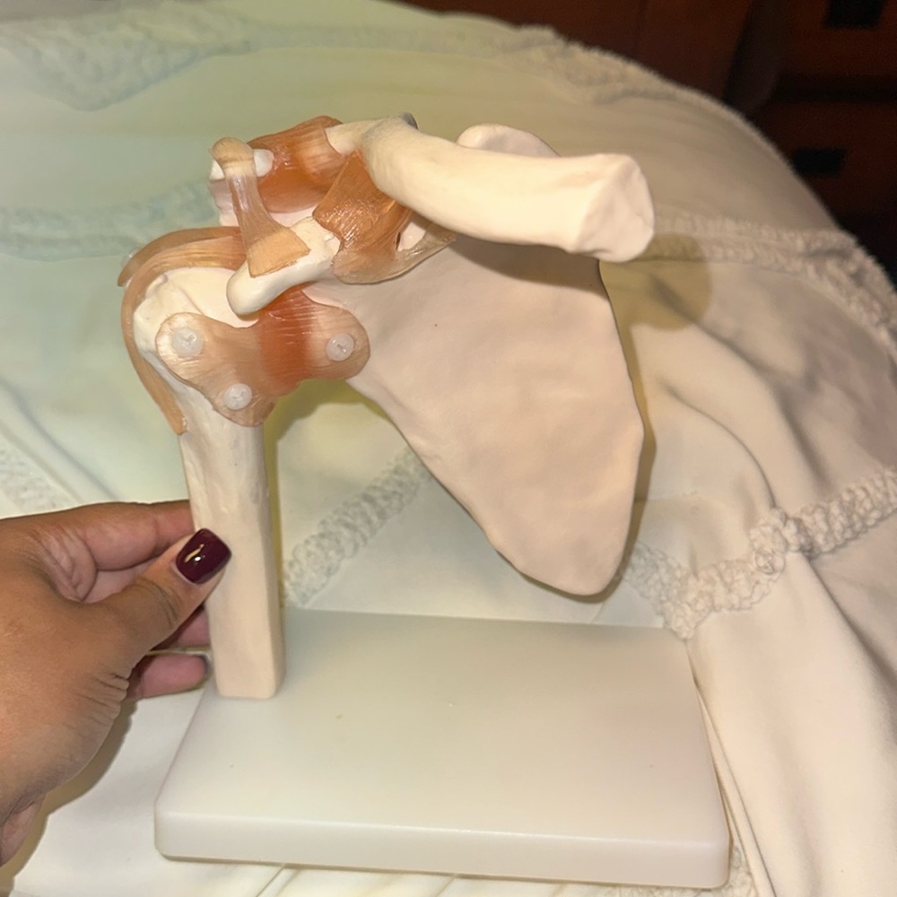 Shoulder joint anatomy model